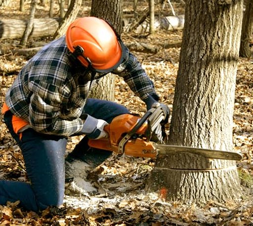 Tree Removal in Kaleva, MI